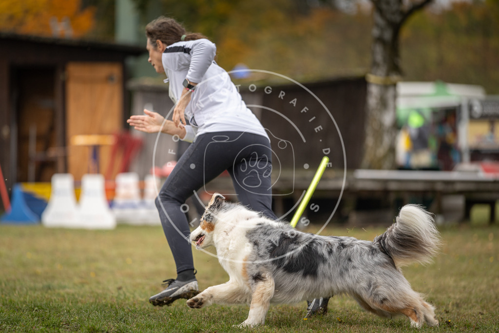 Pfotenfotografie_DV3A5470 | Hundefotografie, Tierfotograf, Pfotenfotografie, Fotoshooting Hund, Hunde Portrait, Hundesport, Hundeportraits, Heideshooting, Hunde, Sportfotograf, Hundefotograf, Turnierhundsport, THS,  - Realisiert mit Pictrs.com