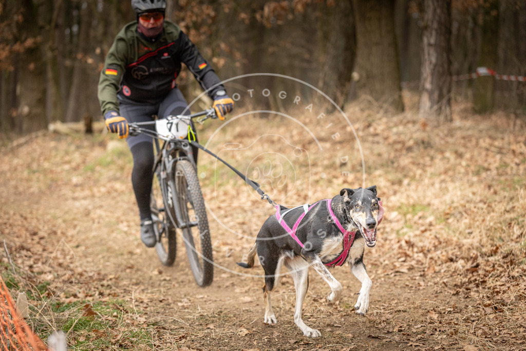 Pfotenfotografie_DV3A3492 | Hundefotografie, Tierfotograf, Pfotenfotografie, Fotoshooting Hund, Hunde Portrait, Hundesport, Hundeportraits, Heideshooting, Hunde, Sportfotograf, Hundefotograf, Turnierhundsport, THS,  - Realisiert mit Pictrs.com