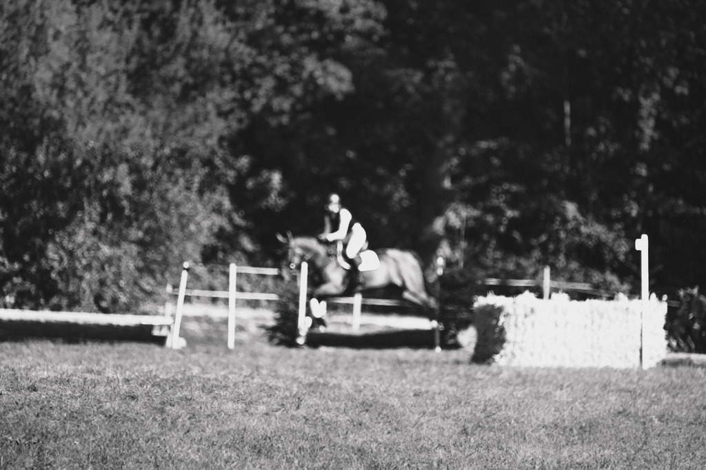 DSC_1094 | Pferde- und Turnierfotografie in Westsachsen. Pferdeportraits, Auftragszeichnungen und intuitive Kunst.