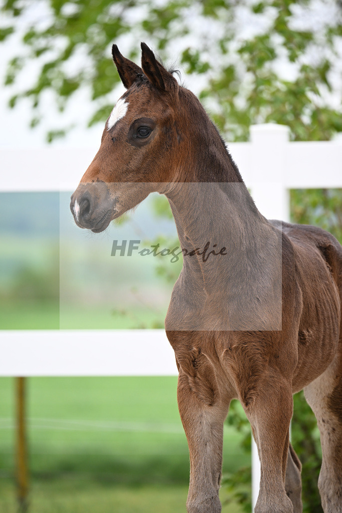 Kat-Nr. 7 HF Be Sure x Lorentin I_Diez_23260822 | hf-fotografie - Realisiert mit Pictrs.com