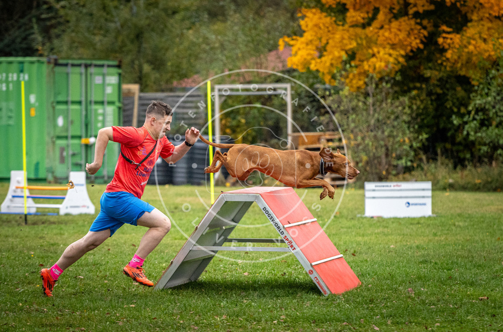 Pfotenfotografie_DV3A1205 | Hundefotografie, Tierfotograf, Pfotenfotografie, Fotoshooting Hund, Hunde Portrait, Hundesport, Hundeportraits, Heideshooting, Hunde, Sportfotograf, Hundefotograf, Turnierhundsport, THS,  - Realisiert mit Pictrs.com