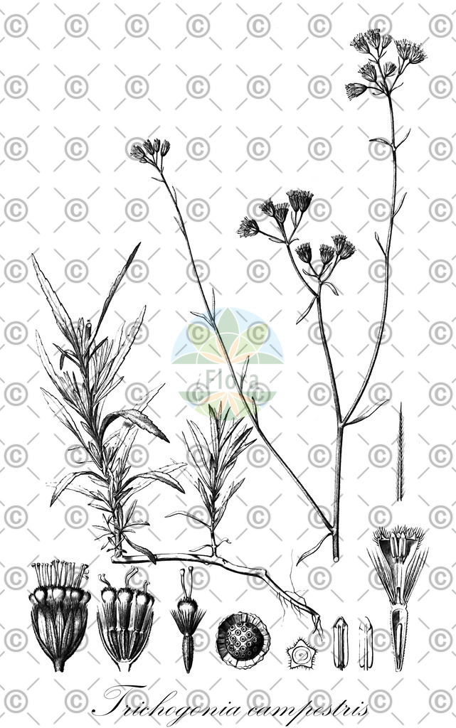 HistAbb_wfo-0001116379_1_ENZY_Simple | Historische Abbildung von Trichogonia campestris - Asteraceae | Historical Illustration of Trichogonia campestris - Asteraceae
