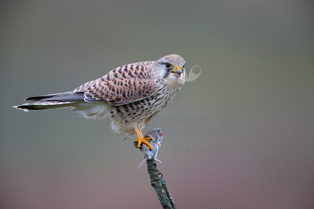 20200111-663A6852 | Der Turmfalke ist der am häufigsten vorkommende Falke Mitteleuropas. Der Öffentlichkeit ist er relativ vertraut, da er sich auch Städte und Stadträume als Lebensraum erobert hat und öfter beim „Rüttelflug“ zu beobachten ist.  - Realisiert mit Pictrs.com