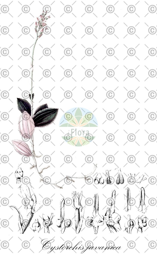 HistAbb_7NVBK_2_ENZY_Simple | Historische Abbildung von Cystorchis javanica - Orchidaceae | Historical Illustration of Cystorchis javanica - Orchidaceae