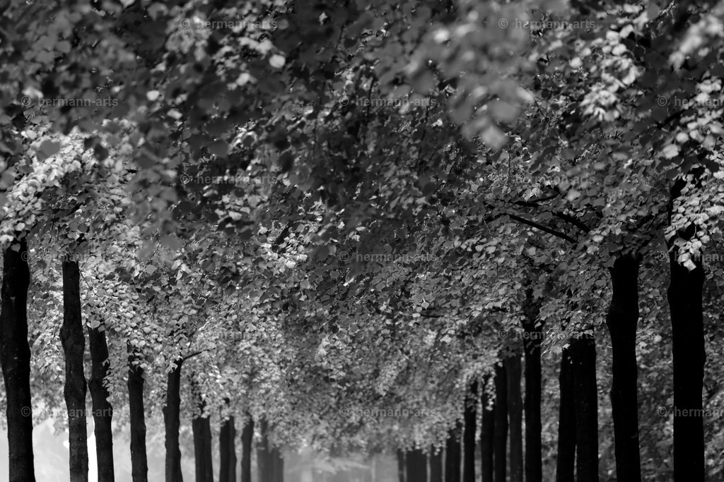 Trees_fine_Art_0004 | Photo Foto Kunst Art schwarzweiss Bilder Rheine Münster Berlin Blumen 