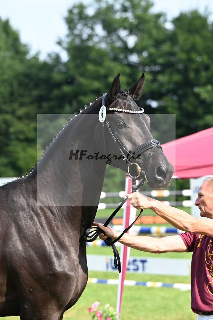 Kat-Nr. 4 Zoraya v. Zackerey_Gestuet Greim_27150470 | hf-fotografie - Realizzato con Pictrs.com