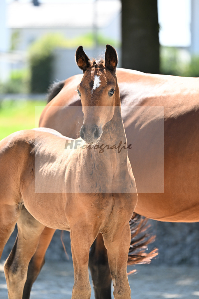 Kat-Nr. 9 Decurio x Argentinus_SF_Burghart_26250426 | hf-fotografie - Realisiert mit Pictrs.com