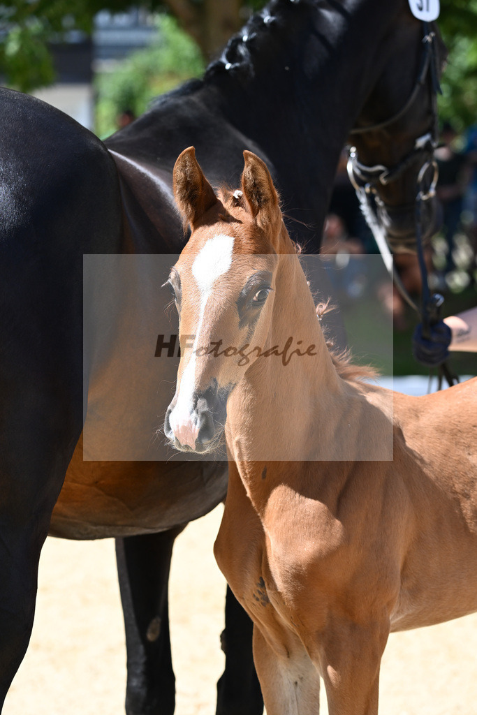 Kat-Nr. 37 HF DSP VA Bene x Top Gear_Mothes_27230577 | hf-fotografie - Realisiert mit Pictrs.com