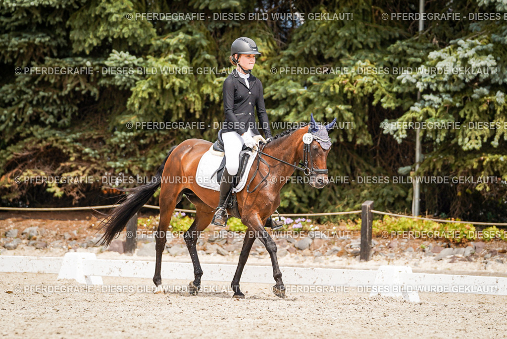 DSC04077 | Pferdegrafie