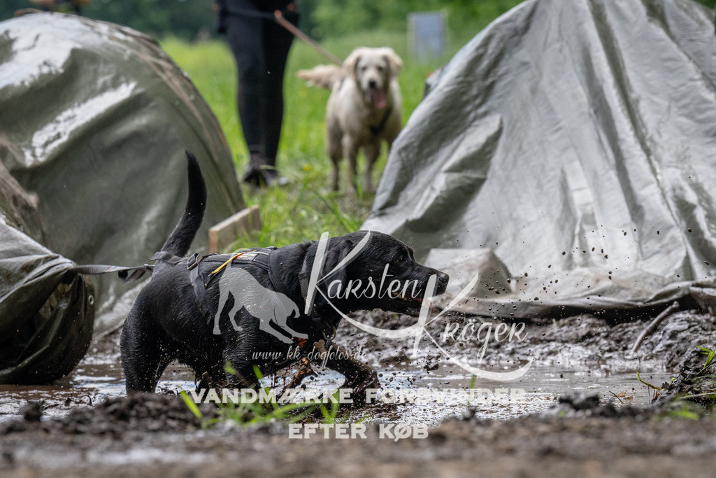 1114_ZZ92043 | kk-dogfotos