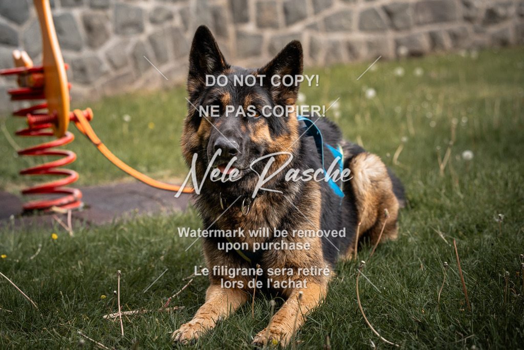 nelerasche_SaAbends_77 | nelerasche