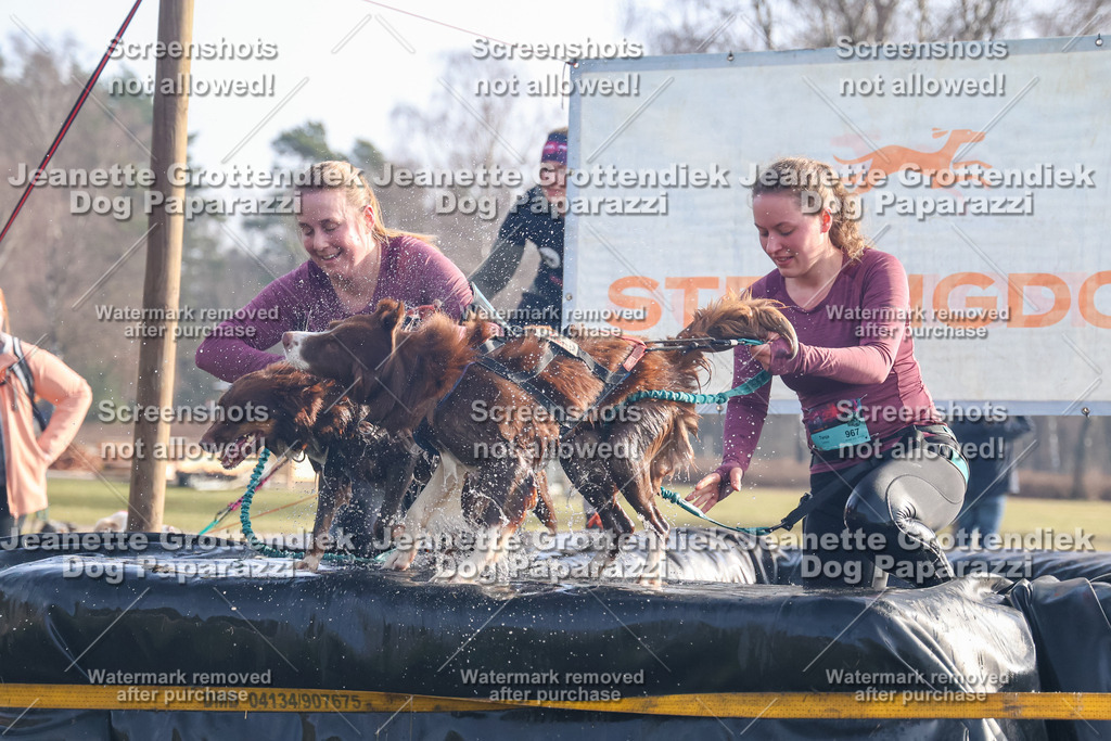 Dog Paparazzi - Strongdog North Mrz26-132 | Dog Paparazzi Jeanette Grottendiek Fotografie & Videografie - Realisiert mit Pictrs.com