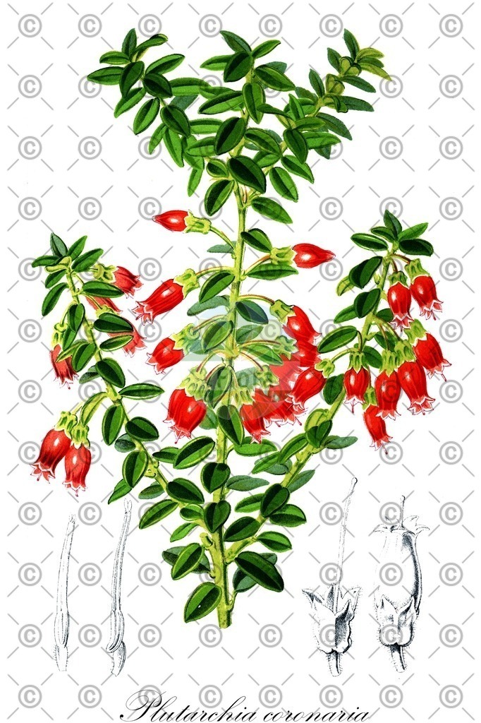 HistAbb_EMP_140551_6_ALPEN_Simple | Historische Abbildung von Plutarchia coronaria - Ericaceae | Historical Illustration of Plutarchia coronaria - Ericaceae