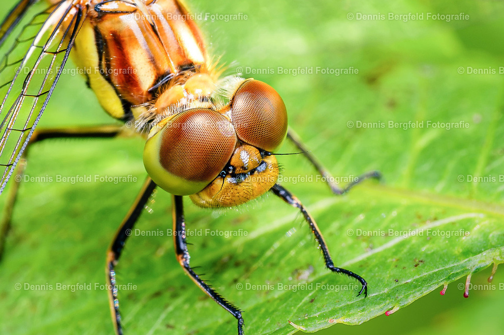 Libelle Ultra Makro | Entdecken Sie Natur, Makro und Tierfotografie von Dennis Bergfeld.Besondere Momente und Details der Natur, hochwertig als Foto und Wandbild erhältlich. - Realisiert mit Pictrs.com