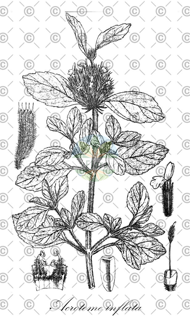HistAbb_wfo-0000560329_1_ENZY_Simple | Historische Abbildung von Acrotome inflata - Lamiaceae | Historical Illustration of Acrotome inflata - Lamiaceae