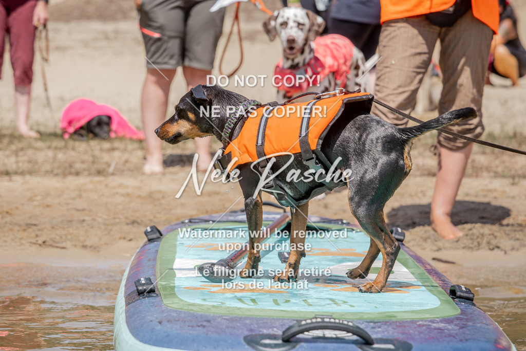 nelerasche_saSUP1_286 | nelerasche