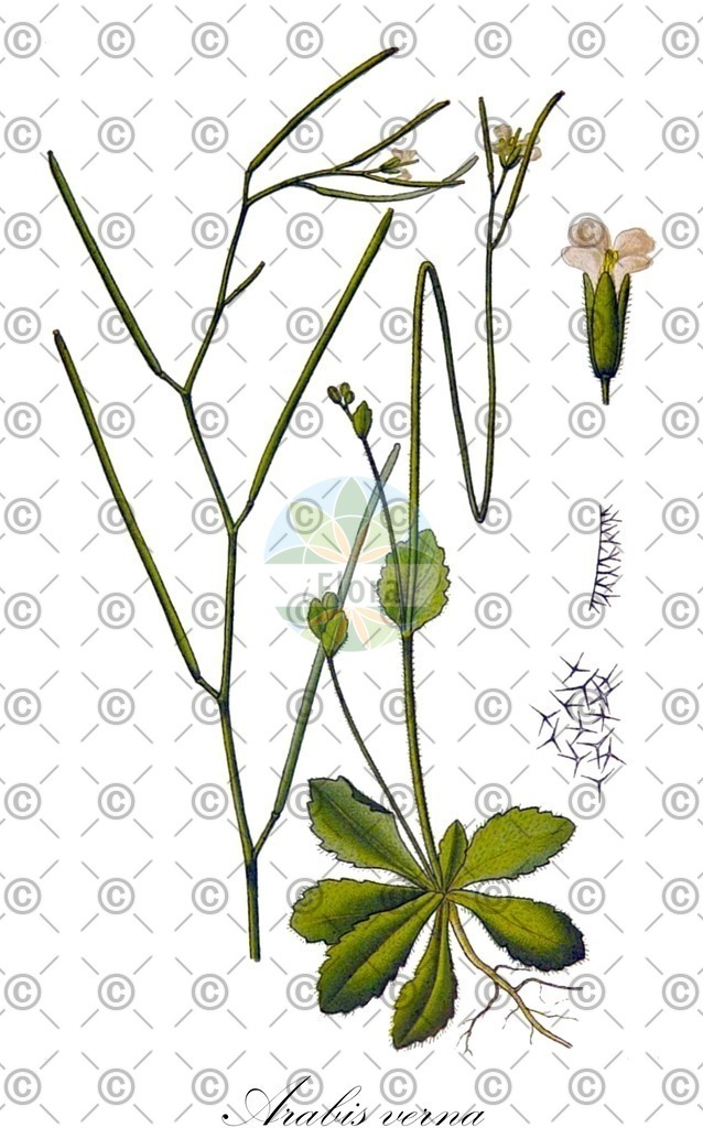 Histabb_EMP_20730_SRC_Koehler_1887_SIMPLE | Historische Abbildung von Arabis verna - Brassicaceae | Historical Illustration of Arabis verna - Brassicaceae