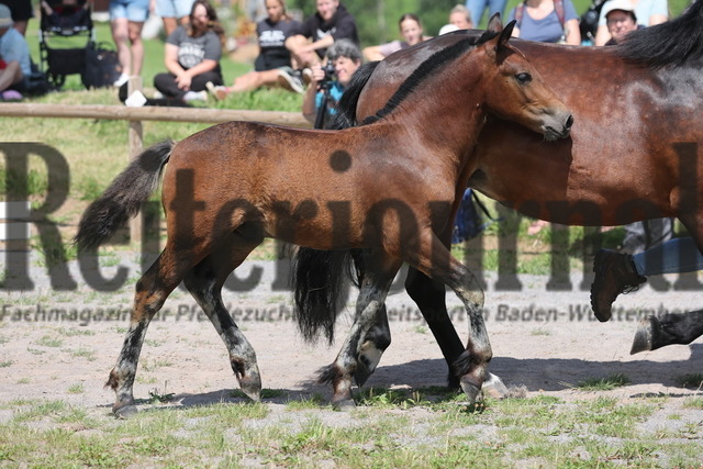 Fohlenprämierung_Sankt-Märgen_2024_KN_44_Rubinio (64) | Alle Fotos der Reiterjournal Fotografin Doris Matthaes im Reiterjournal Online-Fotoshop. - Realisiert mit Pictrs.com