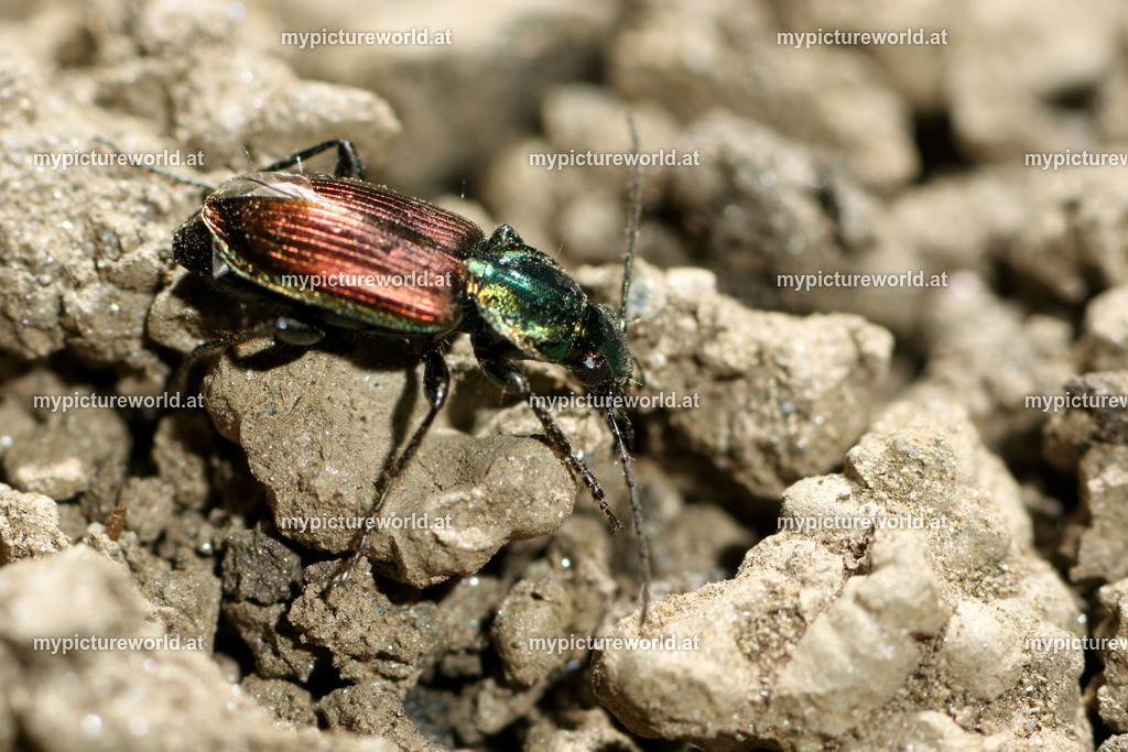 Agonum sexpunctatum-004 | Das Bilderarchiv über Tiere, Planzen und Landschaften. In der Bilddatenbank finden Sie ein große Auswahl an hochwertigen Bilder für Ihre Werbung - Realisiert mit Pictrs.com