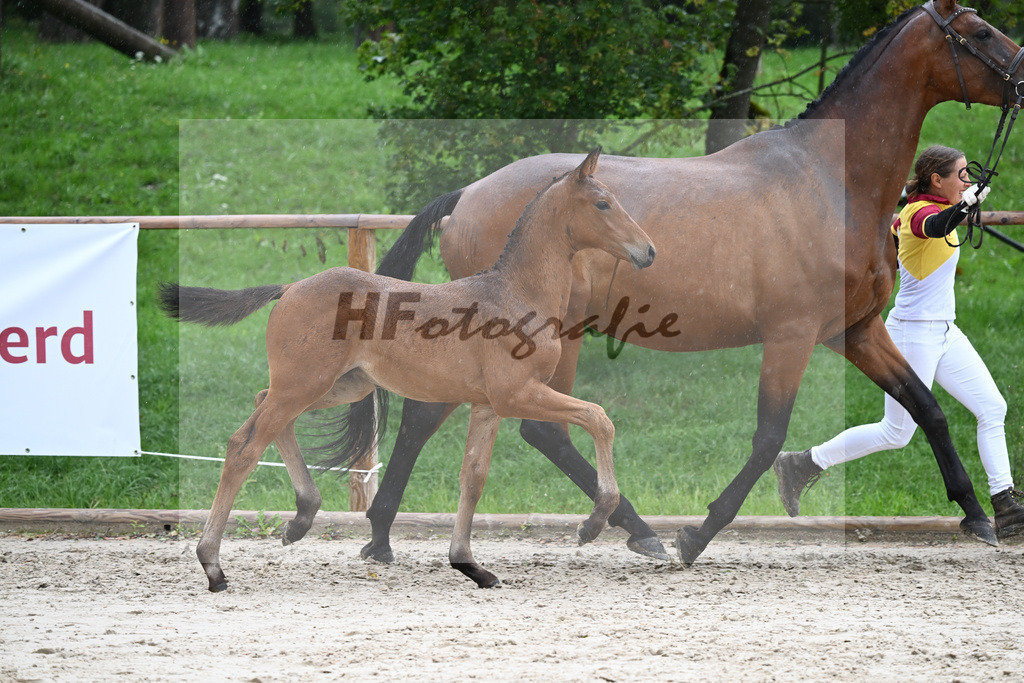 Kat-Nr. 28 HF Franklin_Schneider_25230277 | hf-fotografie - Realisiert mit Pictrs.com
