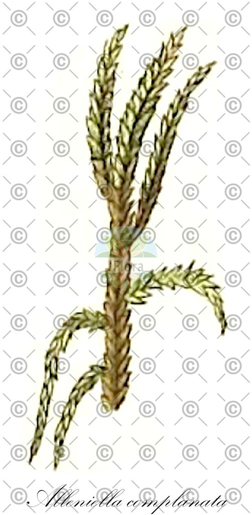 HistAbb_wfo-0001040235_1_ENZY_Simple | Historische Abbildung von Alleniella complanata - Neckeraceae | Historical Illustration of Alleniella complanata - Neckeraceae
