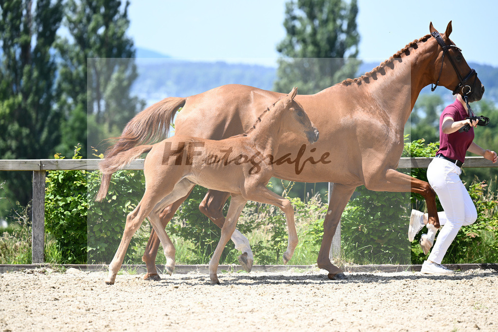 Va Bene x Zackman M_SF_Bauer_19240439 | hf-fotografie - Realisiert mit Pictrs.com