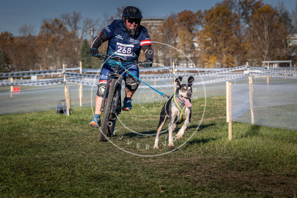 CaniXpix_0L8A5108 | Hundefotografie, Tierfotograf, Pfotenfotografie, Fotoshooting Hund, Hunde Portrait, Hundesport, Hundeportraits, Heideshooting, Hunde, Sportfotograf, Hundefotograf, Turnierhundsport, THS,  - Realisiert mit Pictrs.com
