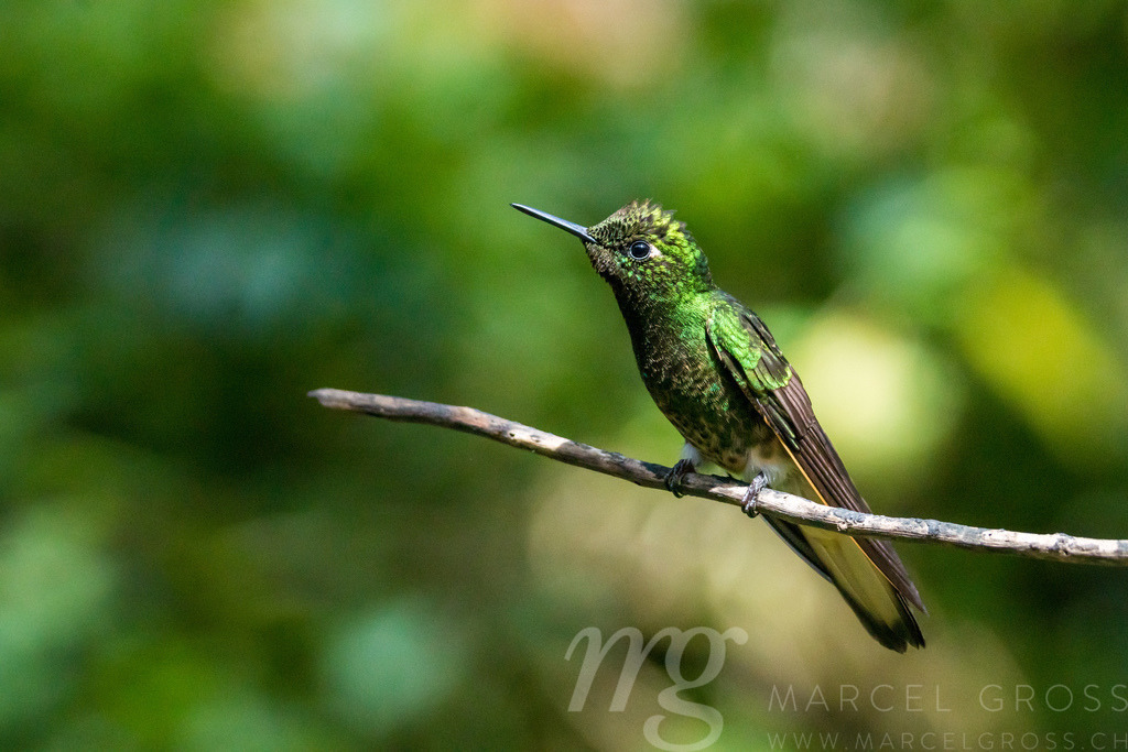 humming-bird | a humming-bird in Reserva Natual Acaime. Photographed in the wonderful High-altitude Forest of Colombia - Realisiert mit Pictrs.com