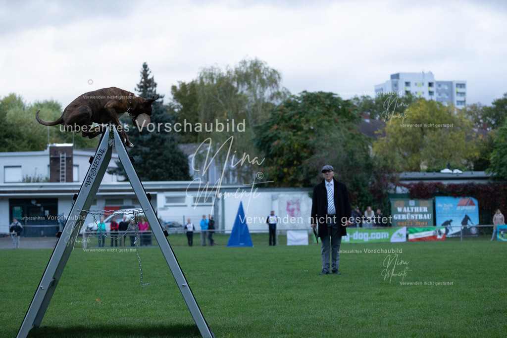 _16A4478 | Einzigartige Fotos von Hunden & Menschen –Actionfotos, Portraits, Vereinsaufnahmen & Paarshootings – authentisch, lebendig & mit Herz.
