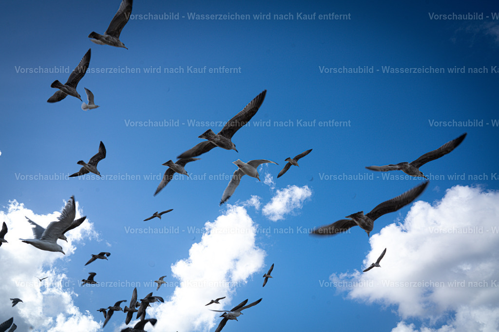 DSC00861-3 | marcuslinek