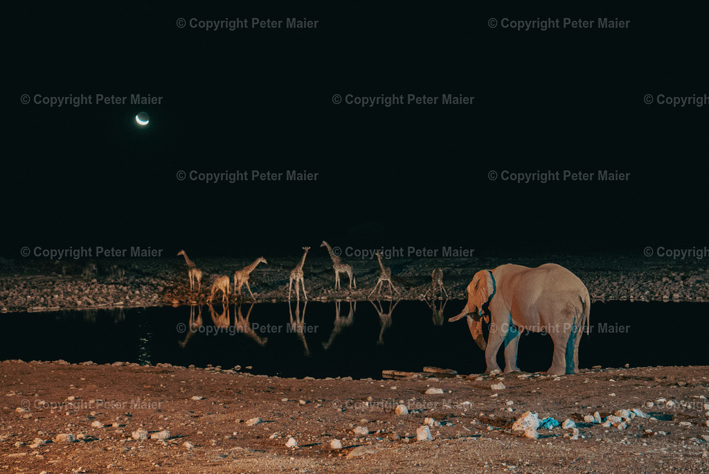 Etosha_Nationalpark_Namibia-1144 | piet_flosse