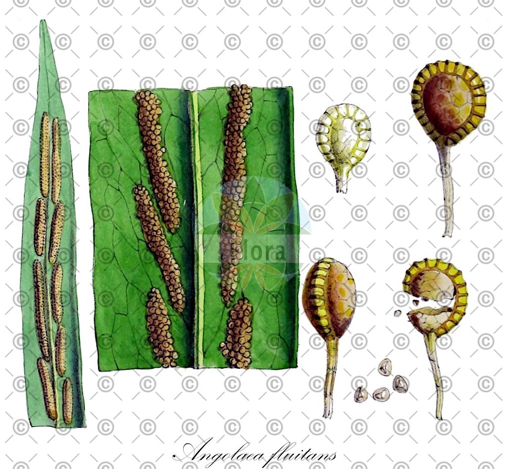 HistAbb_wfo-0000536542_273_ENZY_Simple | Historische Abbildung von Angolaea fluitans - Podostemaceae | Historical Illustration of Angolaea fluitans - Podostemaceae
