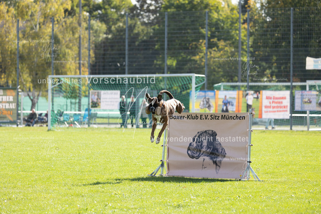 _16A5259 | Einzigartige Fotos von Hunden & Menschen –Actionfotos, Portraits, Vereinsaufnahmen & Paarshootings – authentisch, lebendig & mit Herz.