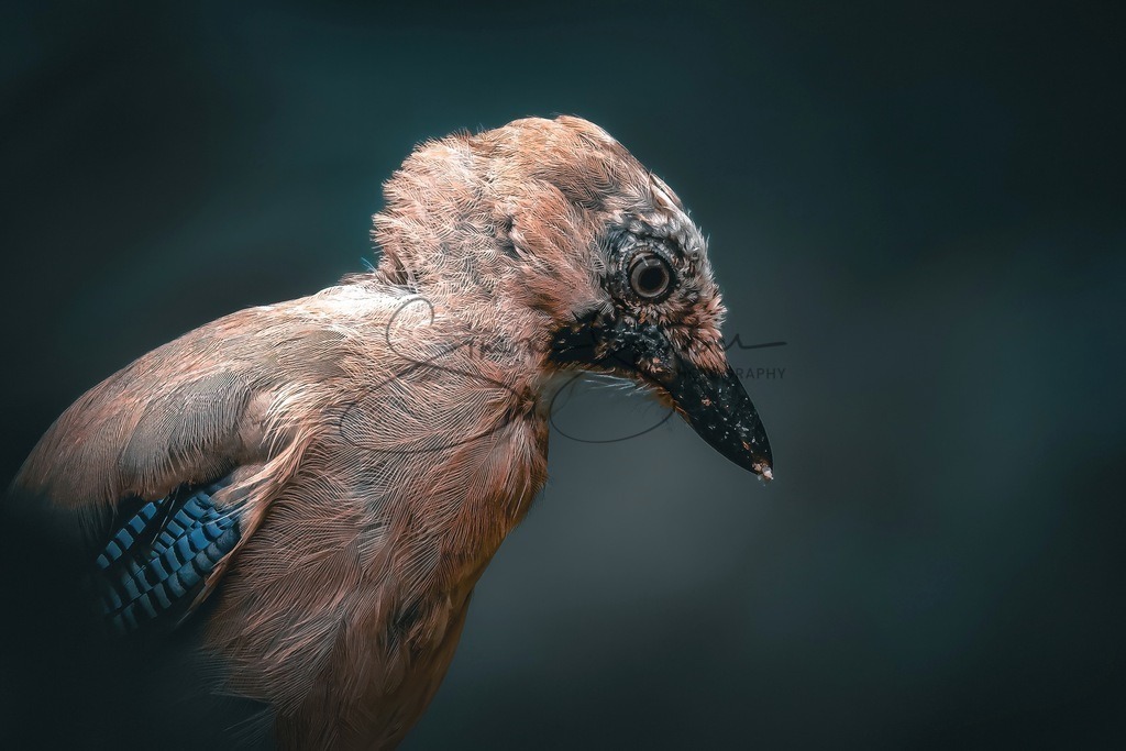 Eichelhäher Portrait | Simone Sperber, svb-photography,Fotografin,Bilddesignerin,Naturfotografie,Macrofotografie,Tierfotografie,Wildtierfotografie,Ausstellungen,Auftragsfotografie,Kunst,Art,Photographer,Shootings,Bildberatbeitung,Galerie,Shop