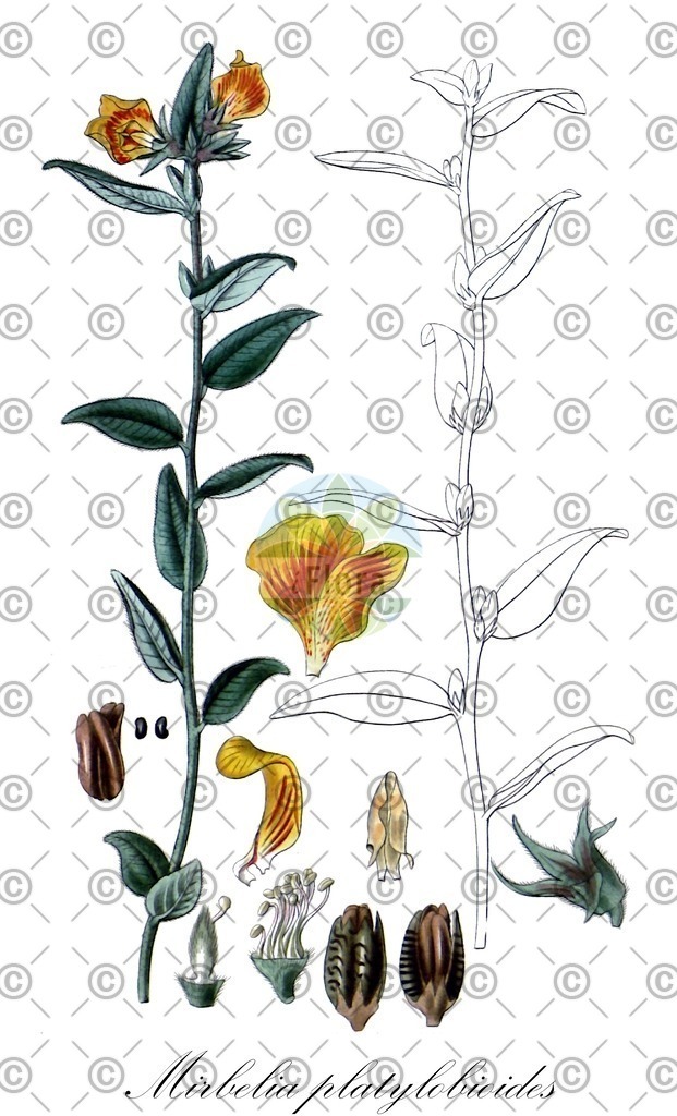 HistAbb_31073_1_SIMPLE | Historische Abbildung von Mirbelia platylobioides - Fabaceae | Historical Illustration of Mirbelia platylobioides - Fabaceae