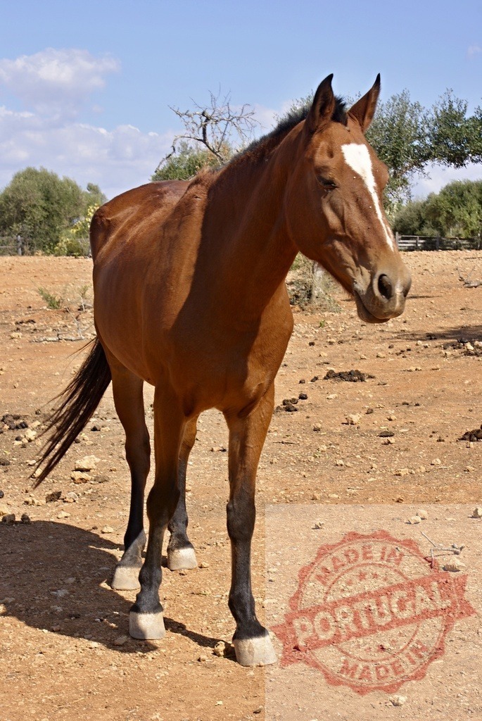 Brown horse standing in dusty farm pasture | Brown horse with white blaze standing in a dry, open field under a blue sky - Realized with Pictrs.com