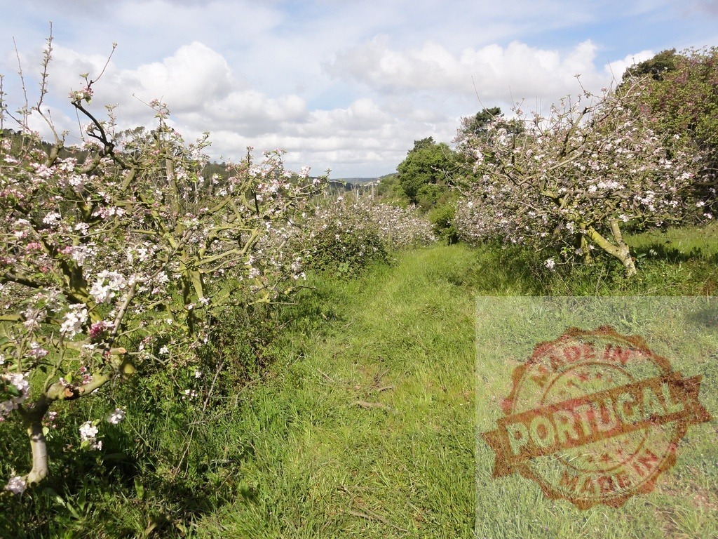 Apple trees blossoming in rural orchard during spring | Apple trees flowering in an orchard with green grass path under a cloudy sky - Realized with Pictrs.com