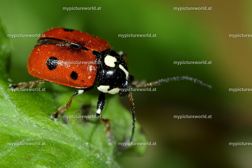 Cryptocephalus cordiger-003 | Das Bilderarchiv über Tiere, Planzen und Landschaften. In der Bilddatenbank finden Sie ein große Auswahl an hochwertigen Bilder für Ihre Werbung - Realisiert mit Pictrs.com