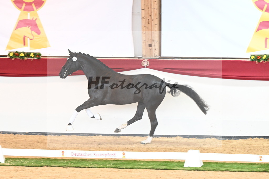 Kat.-Nr. 65 v. Springbank II VH_Reichert_2240836 | hf-fotografie - Realizzato con Pictrs.com