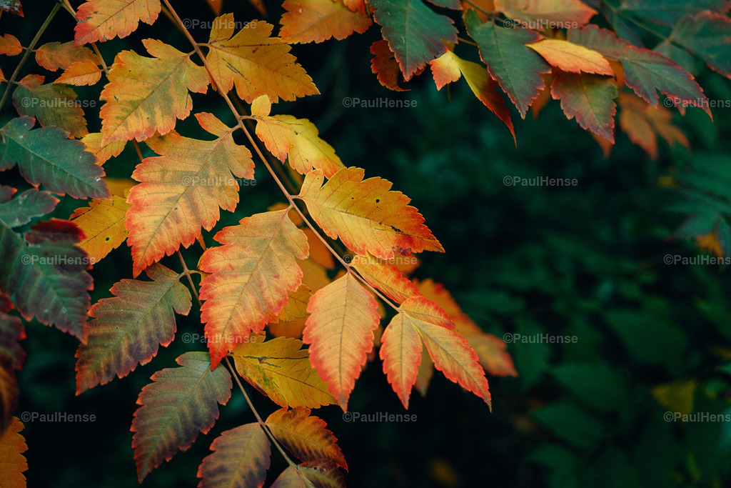 20221020_PaulHense_S0044_DSC00129 | paulhense - Realisiert mit Pictrs.com