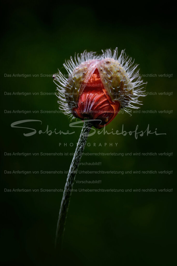 Wandbild Mohnknospe | People- und Tierfotografie, Imageaufnahmen, Veranstaltungsfotografie und Wandbilder aus der Natur ★ Made in Germany ✔️ Druck + Downloads ✔️ Naturfotografie in Top Qualität ★ schneller Versand, weltweite Lieferung! - Realisiert mit Pictrs.com