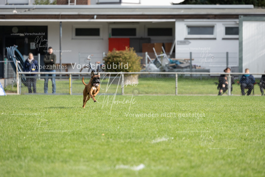 _16A7009 | Einzigartige Fotos von Hunden & Menschen –Actionfotos, Portraits, Vereinsaufnahmen & Paarshootings – authentisch, lebendig & mit Herz.
