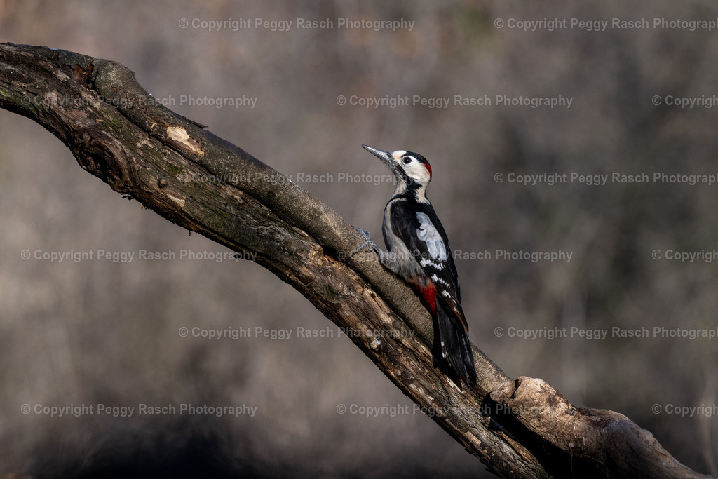 Buntspecht16 | PeggyRaschPhotography - Realisiert mit Pictrs.com