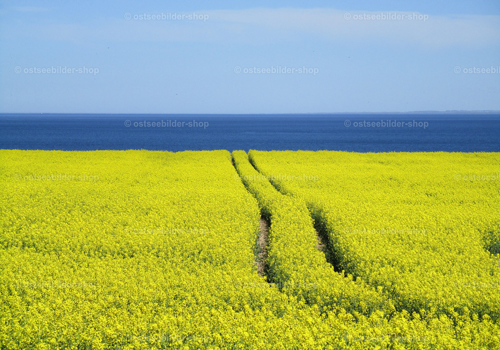 Gelbe Pracht am blauen Meer | Bei Boltenhagen liegen die Felder direkt am Steilufer der Ostsee. Im April während der Rapsblüte ist das ein traumhafter Ausblick auf das Meer.  