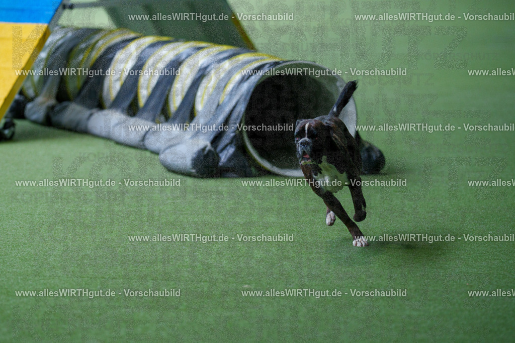 @allesWIRTHgut_Tierfotografie - www.allesWIRTHgut.de - 2604251227-7R501826 | Professionelle Tierfotografie in Mönchengladbach von Daniel Wirth (allesWIRTHgut). Liebevolle & natürliche Bilder von Hunden & Katzen für unvergessliche Erinnerungen.