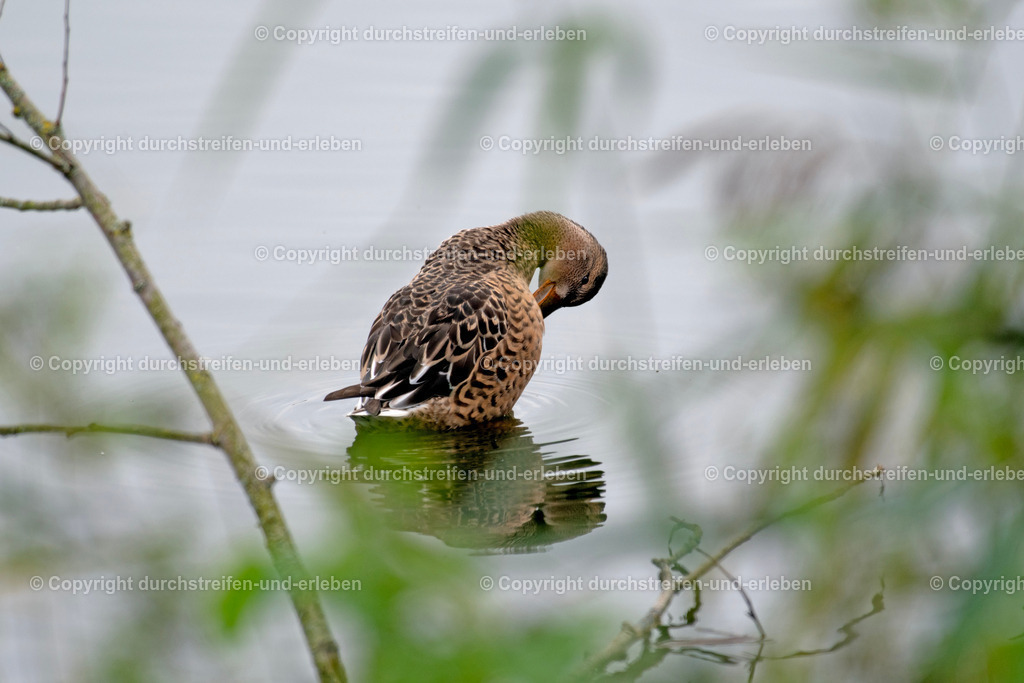 Eine weibliche Löffelente ( Anas platyrhynchos) putzt ihr Gefieder. A female mallard duck preens her feathers. | Eine weibliche Löffelente (Spatula clypeata) putzt ihr Gefieder. Sie ist verborgen am Uferrand auf einem Teich im Vogelschutzgebiet Rieselfelder in Münster. A female mallard duck preens her feathers hidden on the shore of a pond in the Rieselfelder bird sanctuary in Münster. - Realisiert mit Pictrs.com