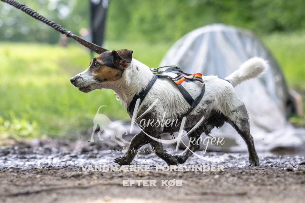 1246_ZZ93392 | kk-dogfotos