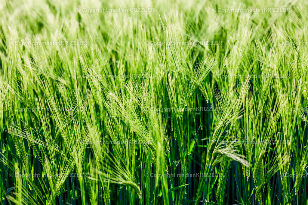 _J3A7808 | medienkrizzler - Realisiert mit Pictrs.com