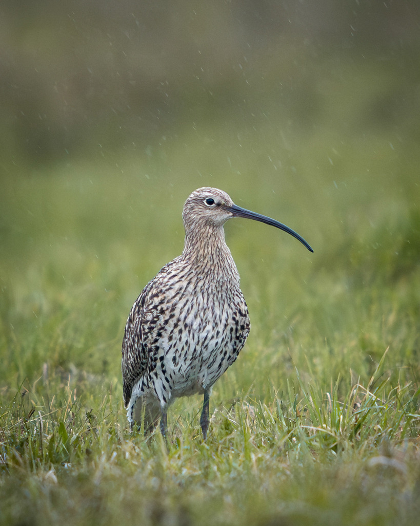 DSC_9093-Verbessert-RR-2 | Ich bin Fotograf aus Neuburg an der Donau und spezialisiere mich auf Wildlife-Fotografie, Landschaftsaufnahmen und Portraits.Ob Hochzeit, Familienbilder oder Naturaufnahmen – ich fange echte Momente ein, die bleiben. 