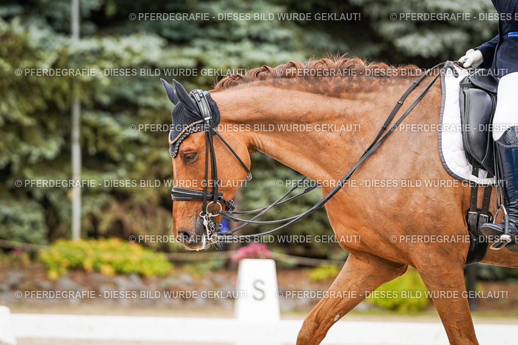 DSC07549 | Pferdegrafie